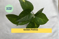Golden Pothos Cuttings | Set of 4 Live Rooted Epipremnum aureum Indoor Vines for Hanging Baskets & Houseplants
