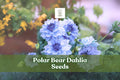 50 Polar Bear Dahlia Seeds - White Pompon Blooms - Dahlia × variabilis - USA Packed for Gardens and Cut Flowers