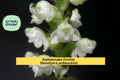 Rattlesnake Orchid Plant Set of 5 Live Roots | Goodyera pubescens Perennial Terrestrial Orchid for Shade Gardens