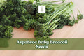 100 Broccolini Vegetable Garden Seeds – Brassica oleracea, Tender Stems & Florets, Home Growing, Cool-Season Crop