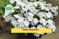 White Impatiens Plants | 6-Inch Rooted Starter | Impatiens walleriana Annual Flower for Shade Gardens & Containers