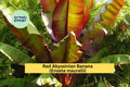 Red Abyssinian Banana Plant | Live Ensete maurelii Starter | Ornamental Tropical Foliage for Patio, Garden, or Container