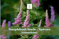 100 Spiraea tomentosa Seeds – Native Pink Steeplebush for Meadows & Rain Gardens, Pollinator Friendly, Moist Soil, Pink Summer Blooms