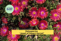 Delosperma ‘Jewel of Desert Garnet’ Ice Plant | Hardy Succulent Groundcover with Red Blooms | Live Perennial Starter Plant