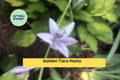 Golden Tiara Hosta Live Plants – 5 Bare Root Shade Perennials with Purple Summer Flowers, Compact Green & Gold Foliage, Hosta ‘Golden Tiara’