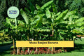 Musa basjoo Hardy Banana Tree Live Starter Plant | Cold Tolerant Ornamental Tropical Foliage