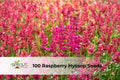 100 Raspberry Hyssop Seeds - Agastache foeniculum Perennial Flowering Herb for Pollinators, Drought Tolerant, Full Sun, Cottage Garden