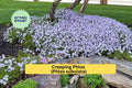 6 Creeping Phlox Live Plants | Lavender Perennial Groundcover | Phlox subulata Bare Root Starter Plants for Landscaping