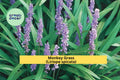 Monkey Grass Plants | 40 Bare Root Liriope spicata Evergreen Ground Cover for Borders & Landscaping