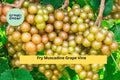 Fry Muscadine Grape Vine Bare Root Plant | Vitis rotundifolia ‘Fry’ | Hardy Fruit Vine for Garden, Vineyard, or Arbor