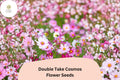 Double Take Cosmos Seeds | Pink, White & Rose Flower Garden | Cosmos bipinnatus ‘Double Take’ Annual Seeds