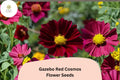 Gazebo Red Cosmos Flower Seeds | Scarlet Red Blooms | Cosmos bipinnatus ‘Gazebo Red’ | Annual Garden Seeds