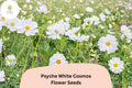 200+ Psyche White Cosmos Seeds | Annual Garden Flower with White Semi-Double Blooms | Cosmos bipinnatus