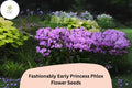 Fashionably Early Princess Phlox Seeds | Pink Perennial Flowers | Phlox paniculata | Attracts Bees & Butterflies