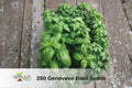 250 Genovese Basil Seeds | Heirloom, NON-GMO, Culinary Herb for Pesto & Italian Cooking | Ocimum basilicum