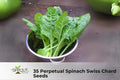 Perpetual Spinach Swiss Chard Seeds, Beta vulgaris subsp. cicla, Non-GMO, Leafy Greens for Salads & Cooking