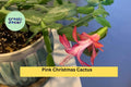 Pink Christmas Cactus Cuttings – Schlumbergera × buckleyi – 3 Unrooted Segments for Indoor Holiday Flowering Plant
