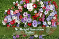 10 St. Brigid Anemone Bulbs - Mixed Double Blooms, Anemone coronaria ‘St. Brigid Mix’ - Hardy Perennial Flowering Bulbs