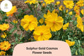 Sulphur Gold Cosmos Seeds | Bright Yellow-Orange Flowers | Cosmos sulphureus | Pollinator-Friendly Annual Seed Pack