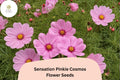 Sensation Pinkie Cosmos Seeds | Bright Pink Annual Flower | Cosmos bipinnatus | 200+ Drought Tolerant, Pollinator-Friendly