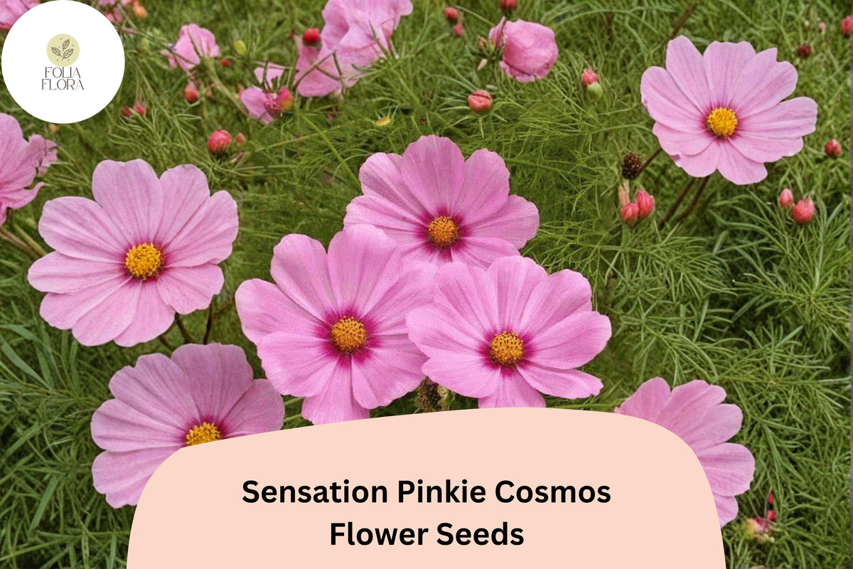 Sensation Pinkie Cosmos Seeds | Bright Pink Annual Flower | Cosmos bipinnatus | 200+ Drought Tolerant, Pollinator-Friendly