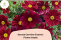 Sonata Carmine Cosmos Seeds | Deep Pink Annual Flower for Garden, Borders & Containers | Cosmos bipinnatus