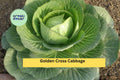 Golden Cross Cabbage Plants Set of 4 | Brassica oleracea Hybrid Live Starters for Vegetable Garden