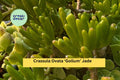 Crassula Ovata ‘Gollum’ Jade Plant - Set of 3 Live Succulent Cuttings, Ogres Ear, Hobbit Jade, Indoor/Outdoor Drought-Tolerant Succulent