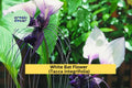 White Bat Flower Plant | Small Rooted Starter | Tacca integrifolia Exotic Tropical Perennial for Indoor or Outdoor Growing
