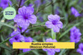 Mexican Petunia Roots – Ruellia simplex – 6 Rhizome Cuttings for Borders, Butterfly Habitat, Purple Flowers, Hardy Perennial