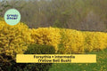 Golden Forsythia Bare Root Shrub – Forsythia × intermedia – 18–24" Tall Early Spring Flowering Bush with Bright Yellow Blooms