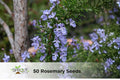 50 Rosemary Seeds | NON-GMO Heirloom Rosmarinus officinalis Anthos Herb for Cooking & Garden