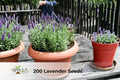 200 Vera English Lavender Seeds - Aromatic Culinary Herb, Non-GMO Lavandula angustifolia ‘Vera’ for Garden, Containers, Borders
