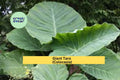 Giant Taro Colocasia Elephant Ear Bare Root Plants – Tropical Perennial Foliage for Water Gardens & Landscaping