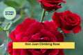 Don Juan Climbing Rose – Live Rooted Red Fragrant Rose Plant for Trellis, Fence, Garden, Rosa ‘Don Juan’