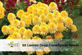 Lemon Drop Coneflower Seeds – Echinacea Hybrid, Yellow Perennial for Pollinator Gardens, Wildflower Meadows, Borders