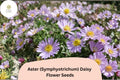 200+ Aster Daisy Seeds | Symphyotrichum novae-angliae | Perennial Garden Flowers for Borders & Pollinators