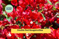 Double Red Bougainvillea Live Rooted Starter Plug - Vibrant Flowering Vine for Garden, Trellis, or Container Bougainvillea spp.
