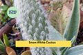 Snow White Cactus Rooted Live Plant | Hairy Roger Engelmannia Carnosus Var. Beoskowitzii Succulent for Desert Garden & Container