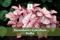 Caladium ‘Sweetheart’ Live Bulbs – Large Orange-Bronze Heart-Shaped Foliage, Tropical Perennial Tubers for Shade Gardens