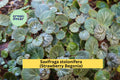 Saxifraga stolonifera Strawberry Begonia Bare Root Plants – Ornamental Groundcover with Trailing Runners, White Flowers, Indoor & Outdoor Use