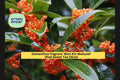 Osmanthus fragrans ‘Beni Kin Mokusei’ Rooted Evergreen Shrub with Fragrant Red-Orange Flowers, Tea Olive, Garden Hedge Plant