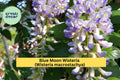 Blue Moon Wisteria Live Plant – Wisteria macrostachya ‘Blue Moon’ – Fragrant Perennial Vine for Trellis, Fence, Garden