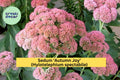 Sedum ‘Autumn Joy’ Bare Root Perennial – Pink Flowers, Drought-Tolerant, Attracts Bees & Butterflies – Hylotelephium spectabile