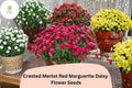 Merlot Red Marguerite Daisy Seeds | Argyranthemum frutescens | Vibrant Deep Red Petals | Annual Flower for Garden Beds & Containers