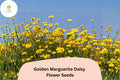 200+ Golden Marguerite Daisy Seeds | Anthemis tinctoria | Yellow Perennial Flowers for Pollinator Gardens
