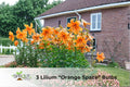 3 Orange Space Lilium Bulbs | Fragrant Perennial Tree Lilies | Tall 4–7 ft | Lilium hybrid