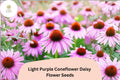 200+ Light Purple Coneflower Seeds | Echinacea purpurea Perennial Pollinator Garden Favorite
