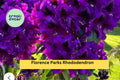 Rhododendron ‘Florence Parks’ Live Rooted Starter Plant – Evergreen Shrub with Purple Spring Blooms, Acidic Soil, Partial Shade