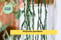 Set of 3 Rhipsalis paradoxa Live Plant Cuttings, Trailing Epiphytic Cactus for Hanging Baskets & Indoor Containers